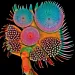 Colorful photo of the underside of a Colorful photo of the underside of a diving beetle with many suction cups. with many suction cups.