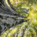 View looking up at a canopy of beech trees with light filtering in from the top.