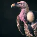Close-up of a profile of a colorful Rüppell's vulture.