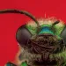 Close-up of a green orchid bee against a red background.