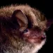 Close-up of a face of a little brown bat.