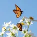 Monarch butterflies land on white flowers against a blue sky.