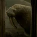 Dark image shows a walrus looking into a dirt-floored hut. There are other walruses behind it.