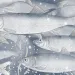 Illustration shows a school of herring swimming among grass with what appear to be eggs floating around.