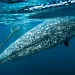 Two narwhals with long tusks swim in dark water.