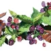 Illustration shows two hands picking blackberries off a bush.