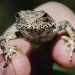 A close-up of wet hands holding a frog upside down so you can see its yellow underbelly.