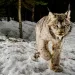 A gray lynx walks over snow toward the camera.