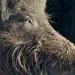 Close-up of a boar's mud-covered snout in profile.