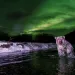 A grizzly bear with icicles hanging off its fur stands in the middle of a river. The riverbank is covered in snow, and the sky behind the bear is an eerie green from the northern lights.
