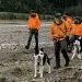 Two black-and-white, leashed Karelian bear dogs walk along a riverbed with four people wearing orange jackets in Alaska.