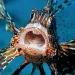 Close-up of an orange, white, and black lionfish with its mouth wide open.