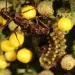 Caterpillar and ant mutualism