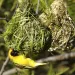 birds building nests
