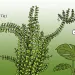 Fern takes a cameraphone selfie while another plant looks by in disgust.