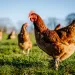 chickens