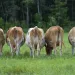 Cow posteriors