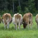 Do cow farts contribute to global warming?
