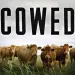 Cowed by Denis Hayes and Gail Boyer Hayes