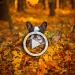 Kick off fall on a good note with these hilarious videos of dogs playing in leaves.