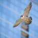Falcon, city, raptor, bird of prey