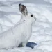 Will the bunny escape? Watch to see.