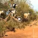 Moroccan goats engage in our favorite form of old-school environmentalist protest.