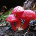 Hygrocybe punicea