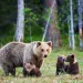grizzly family