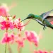 Hummingbird