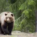 Grizzly Bear