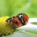 Ladybugs mating