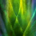 Sphagnum leaves
