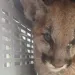 Butte fire mountain lion kitten