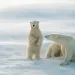 polar bears in Canadian Arctic