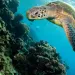 A sea turtle gives a tour of the Great Barrier Reef!