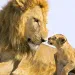 a photo of lions by Suzi Eszterhas