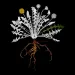 Wild dandelion
