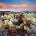 A "teddy bear" cholla cactus in California's Joshua Tree Wilderness.