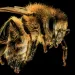 The Honey bee, Apis mellifera