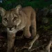 P-33, a young female, at a kill site an hour before her brother and mother.