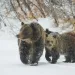 Bear 399 and her cubs