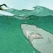 Survive: Shark Attack