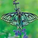 Spanish Moon Moth