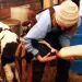 A student feeds a calf in an animal science course at Sterling College.