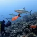 Shark Diver