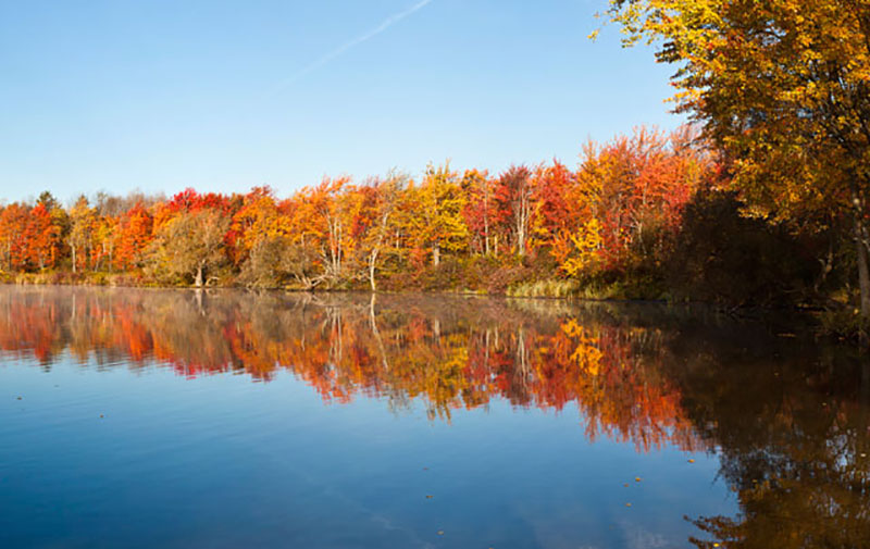 Williston, Vermont's town forest | Photo by Dave Schmidt