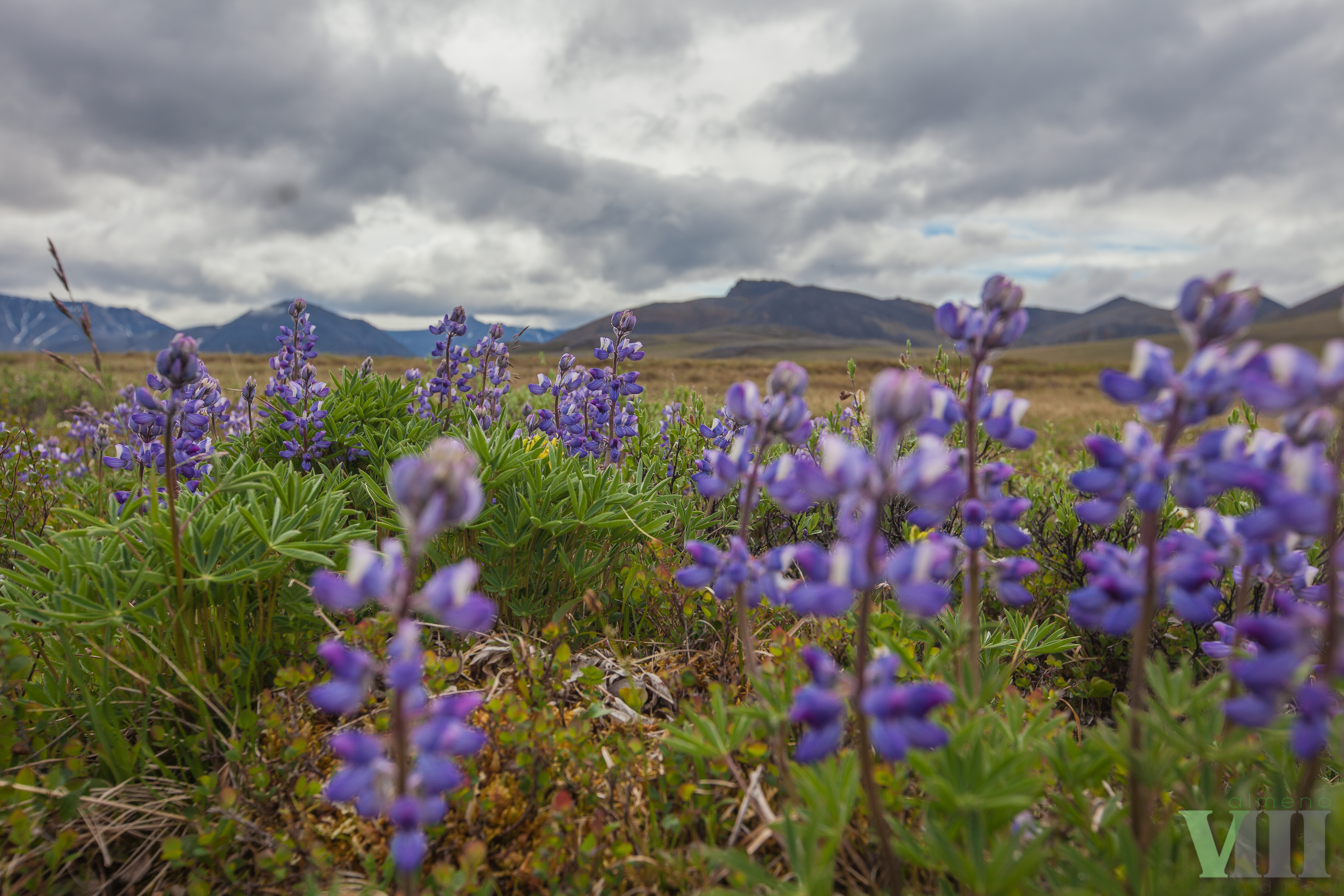 Arctic National Wildlife Refuge - Micah Baird