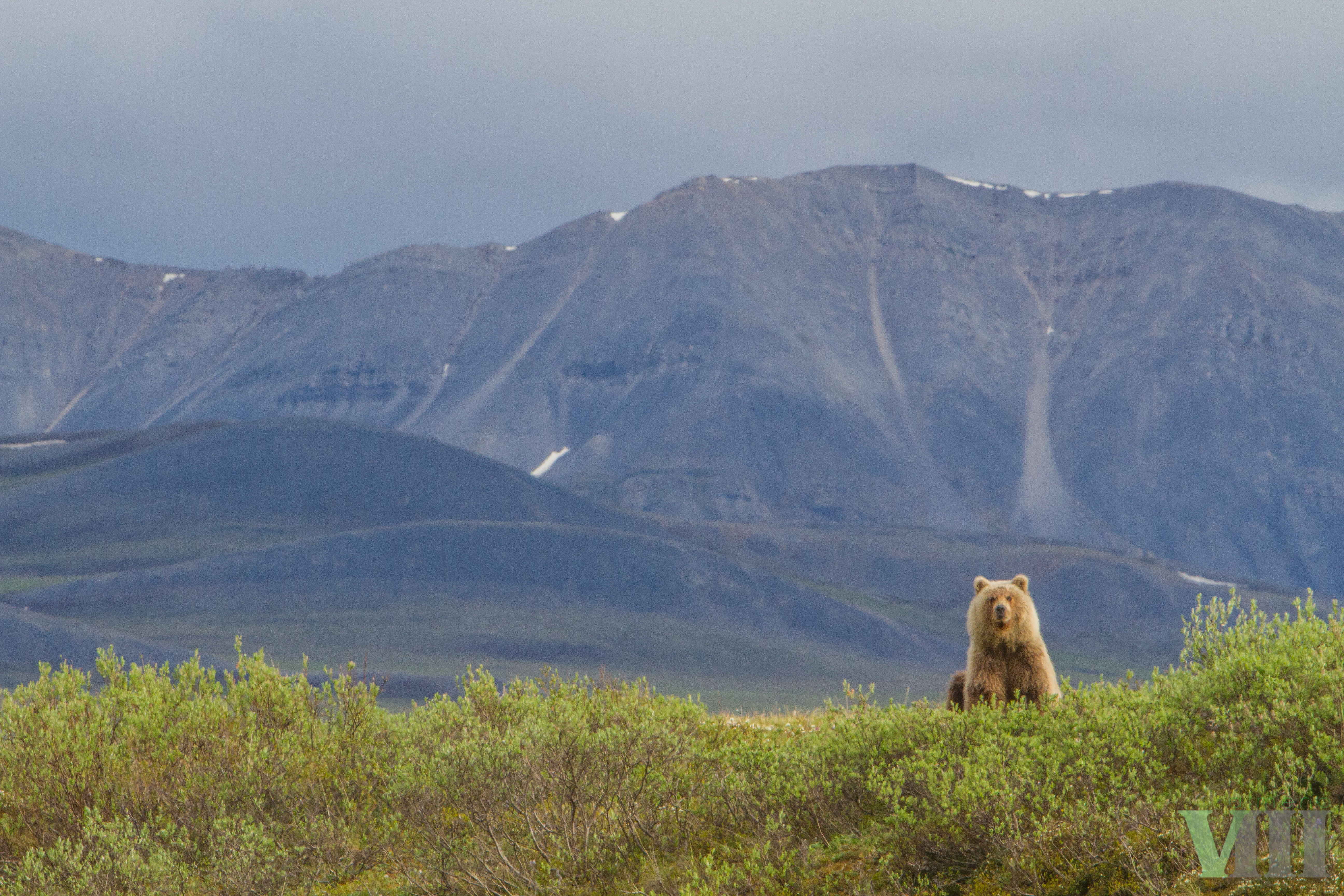 Grizzly bear in the Arctic National Wildlife Refuge - Photo by Micah Baird
