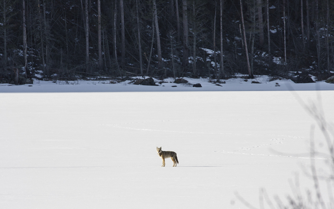 A coyote watches from the frozen head of Kintla Lake. Wolves dominate the valley, but there's ample prey for a panoply of predators.